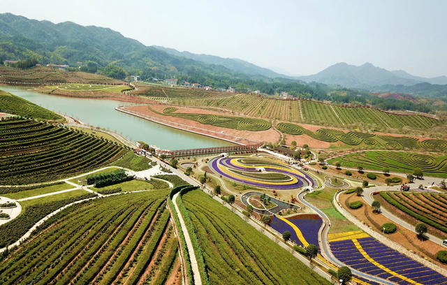 安化口茶乡花海囗壮美