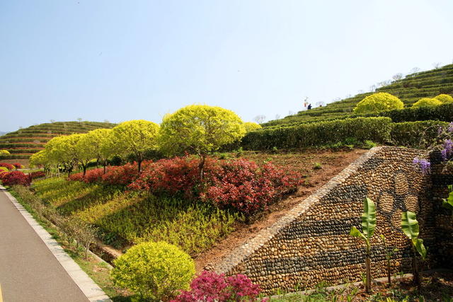 安化口茶乡花海囗壮美