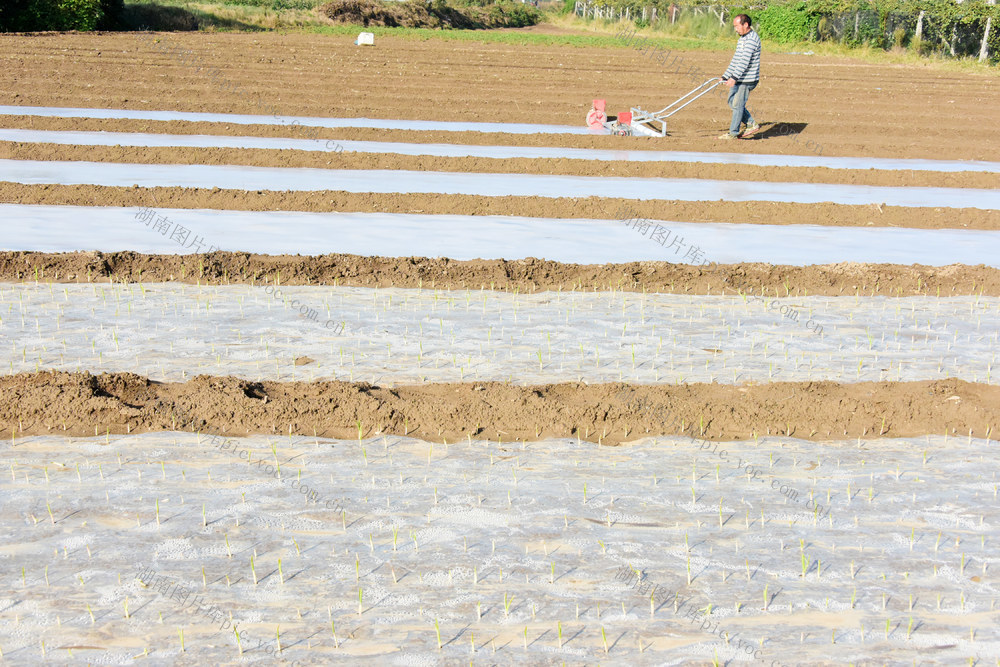 农业  蔬菜种植  大蒜  地膜栽培  市场先机  高效增收
