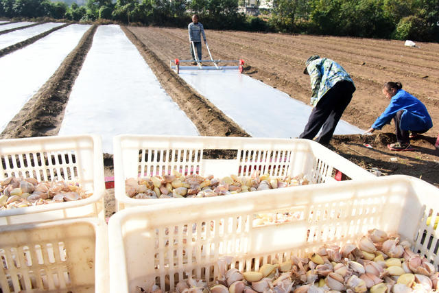 农业  蔬菜种植  大蒜  地膜栽培  市场先机  高效增收