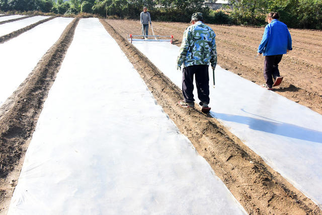 农业  蔬菜种植  大蒜  地膜栽培  市场先机  高效增收