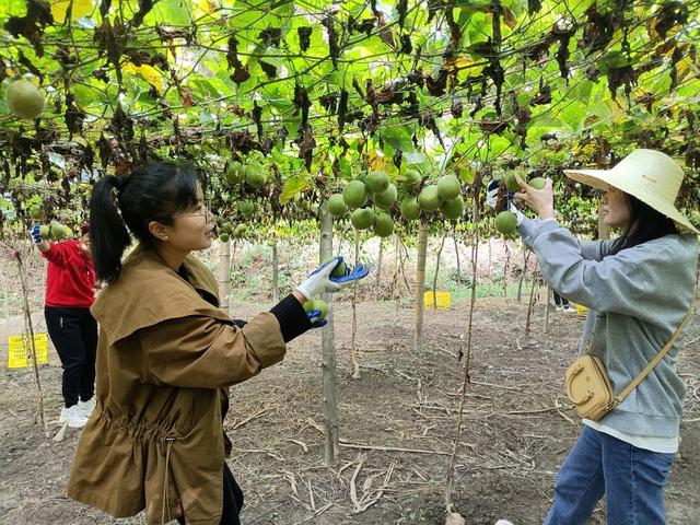 湖南省怀化市通道侗族自治县委统战部干部职工在帮助村民采摘罗汉果。