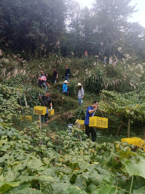湖南省怀化市通道侗族自治县委统战部干部职工在帮助村民采摘罗汉果。