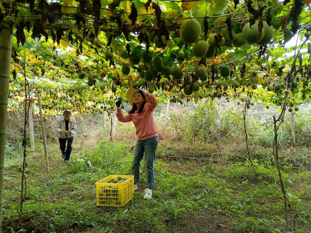 湖南省怀化市通道侗族自治县委统战部干部职工在帮助村民采摘罗汉果。