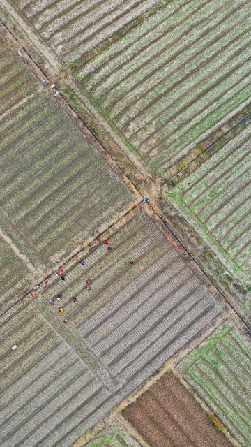 蔬菜  种植  冬闲田  菜篮子