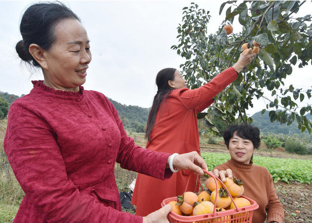 嘉禾：房前屋后果飘香