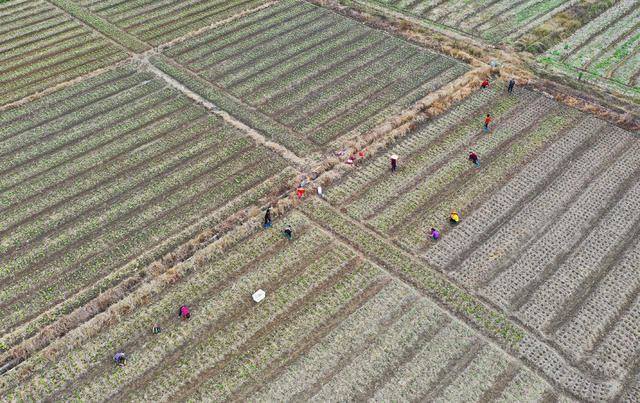 蔬菜  种植  冬闲田  菜篮子