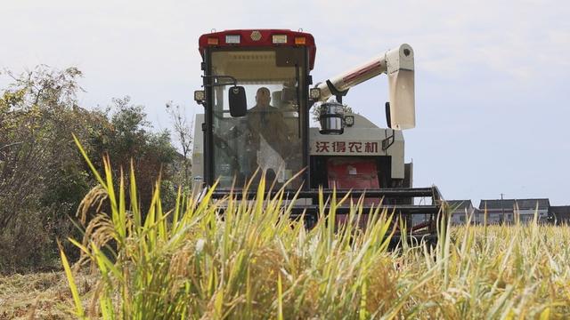农机助力晚稻收割