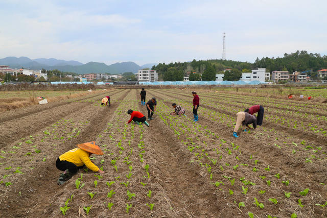 蔬菜  种植  冬闲田  菜篮子