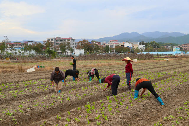 蔬菜  种植  冬闲田  菜篮子
