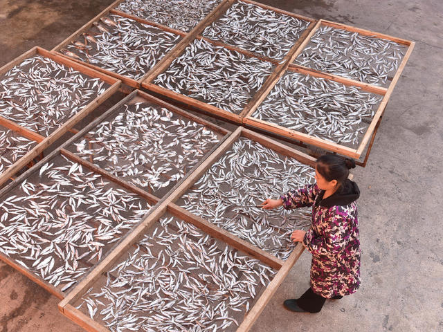 立冬  节气  鱼干  就业  农民  增收 合作社  农事忙