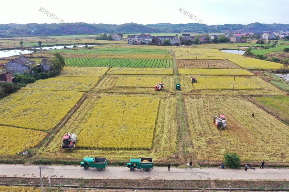农机助力晚稻收割