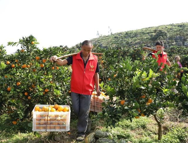  助农采摘促增收