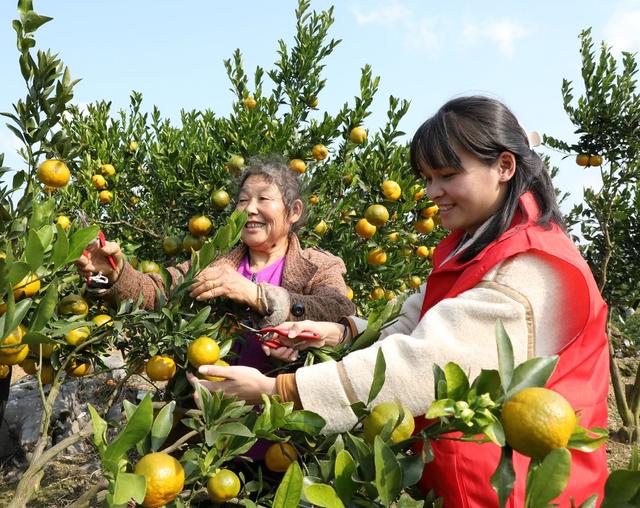  助农采摘促增收