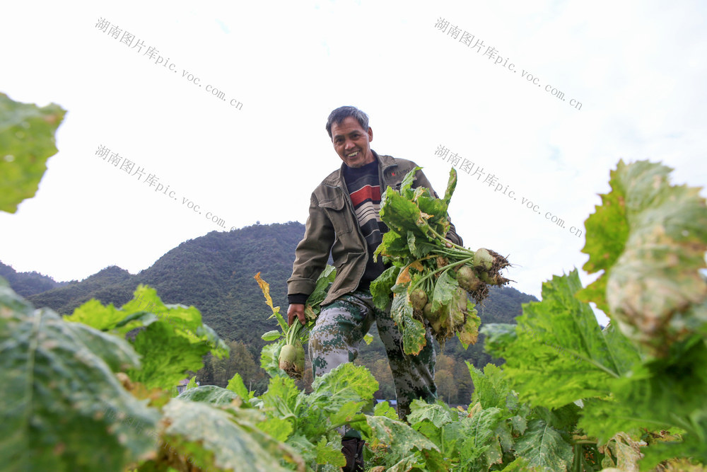 龙山 种植 大头菜 名特酱菜  助增收