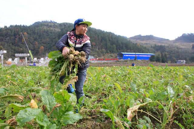 龙山 种植 大头菜 名特酱菜  助增收