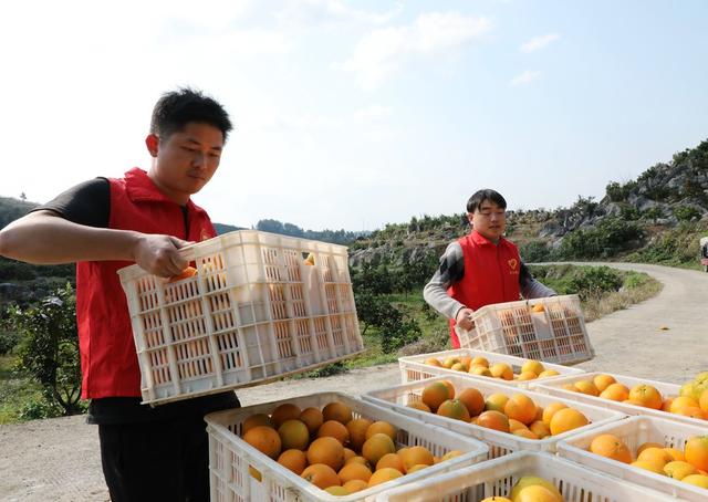  助农采摘促增收