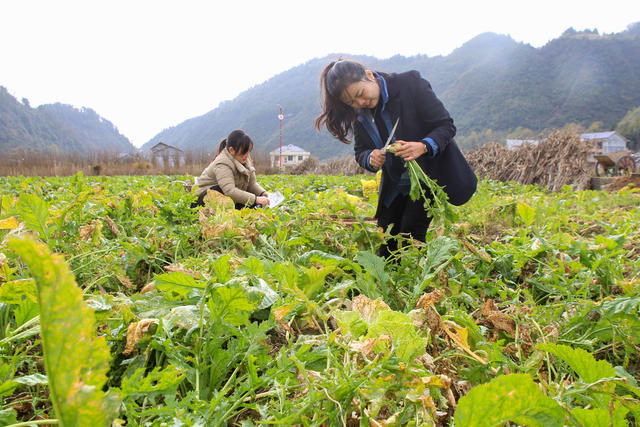 龙山 种植 大头菜 名特酱菜  助增收