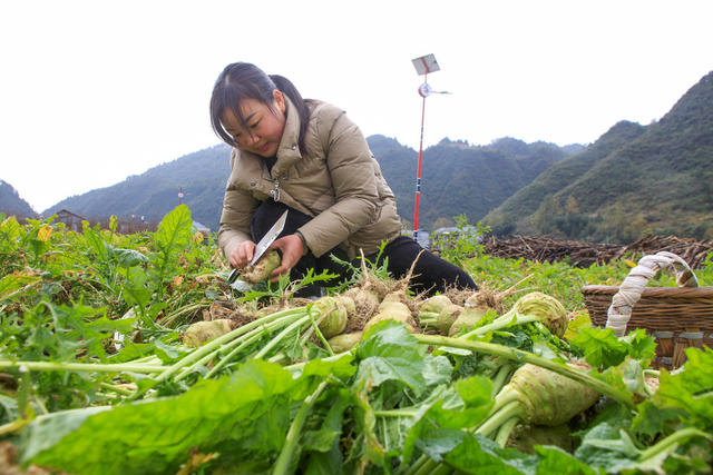 龙山 种植 大头菜 名特酱菜  助增收