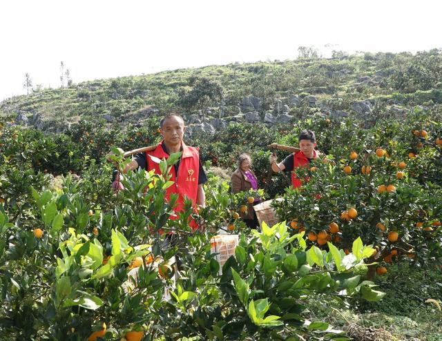  助农采摘促增收