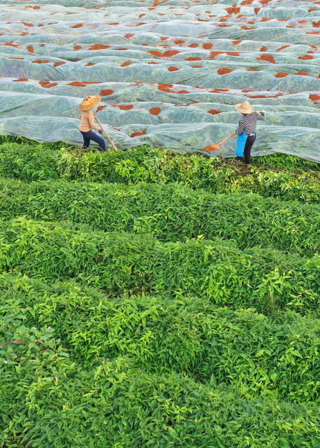 宁远：淮山披“银装”   保温助增收