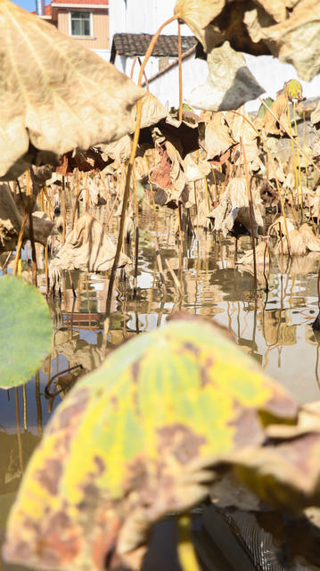 残荷；宁远县湾井镇东江村