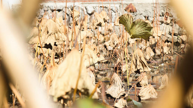 残荷；宁远县湾井镇东江村