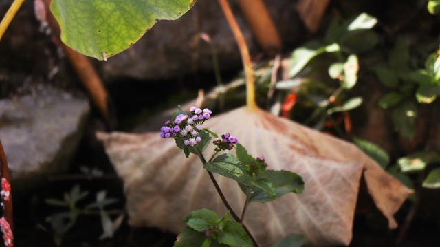 残荷；宁远县湾井镇东江村
