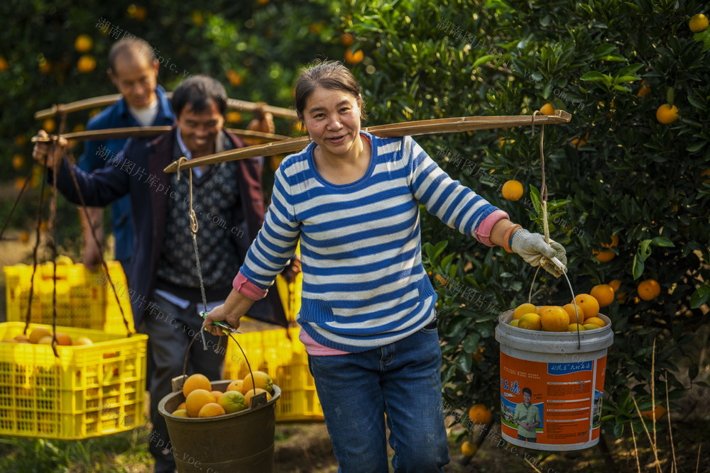 崀山 脐橙 文化 旅游 新宁
