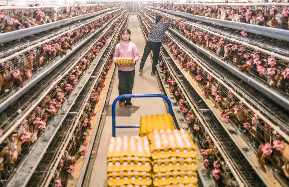 道县 蛋鸡  产业 乡村振兴