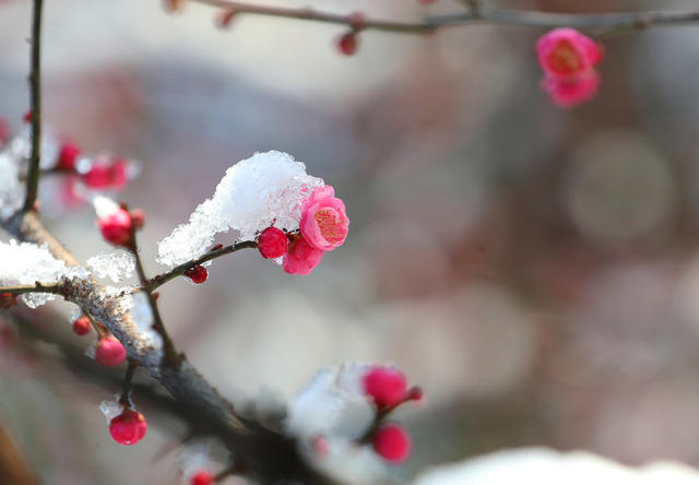 雪 韵 南方 小鸟 梅花 美景