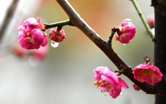 梅花绽放迎春到