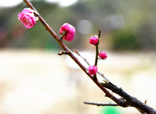 梅花绽放迎春到