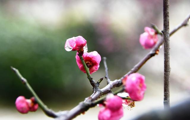 梅花绽放迎春到