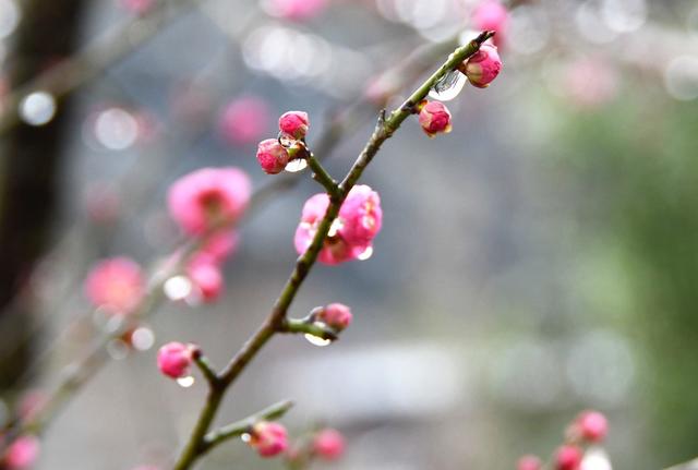 梅花绽放迎春到