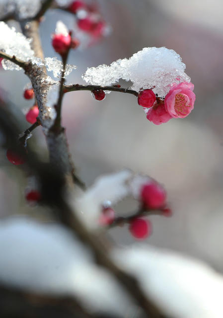 雪 韵 南方 小鸟 梅花 美景