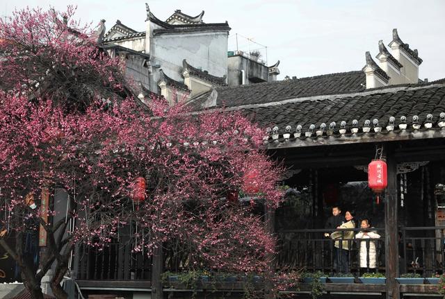 古城 梅花