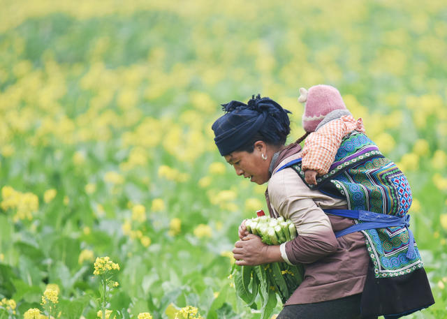 湖南嘉禾：采收蔬菜  保障供应