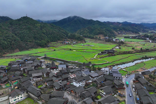立春、田野、油菜花、春天、农业