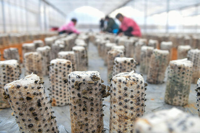 立春
道县
采收
木耳