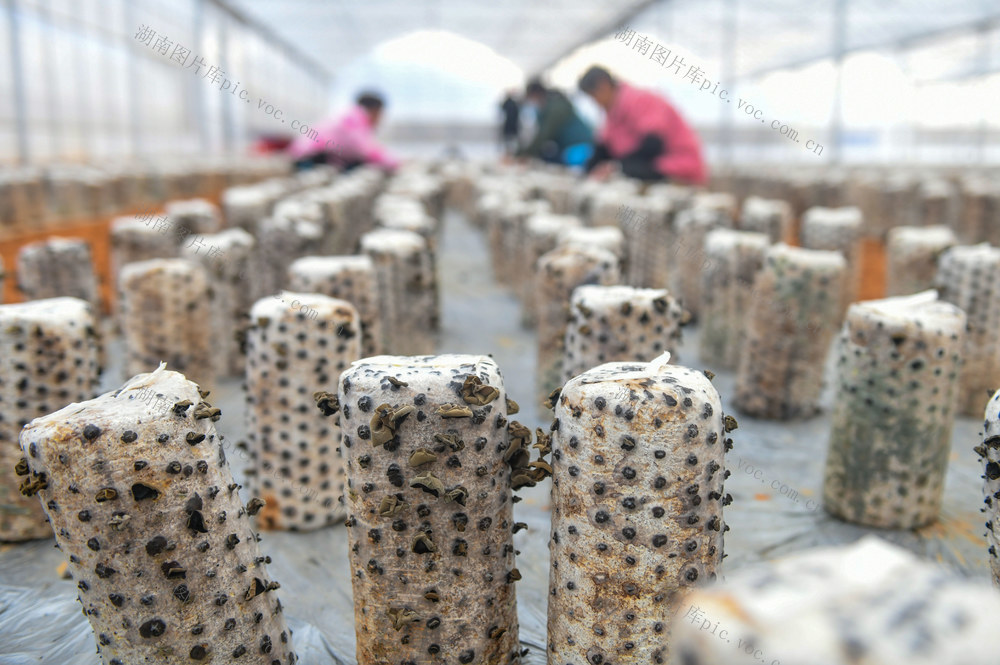 立春
道县
采收
木耳