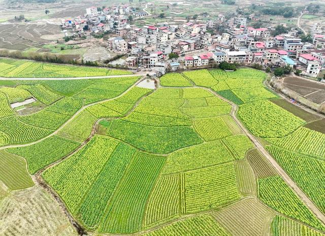 油菜花
道县
春意浓
春天

