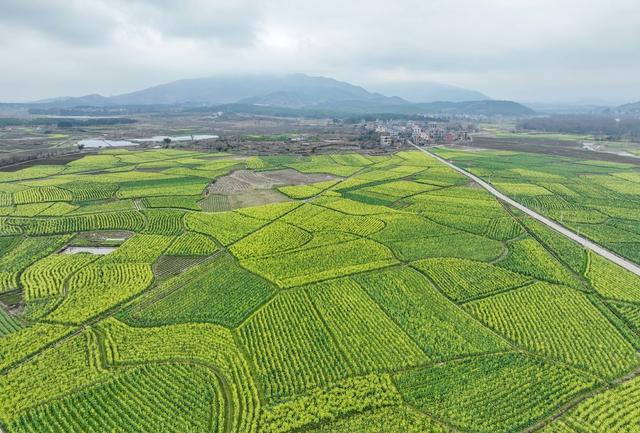 油菜花
道县
春意浓
春天
