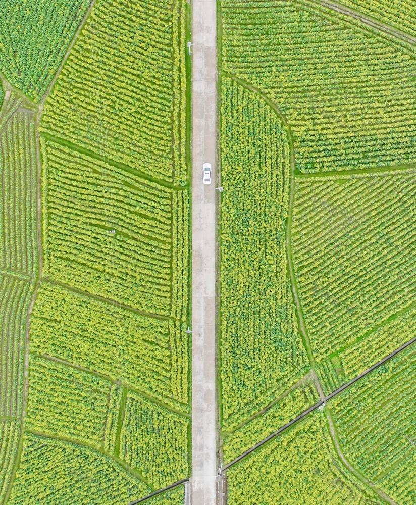 油菜花
道县
春意浓
春天
