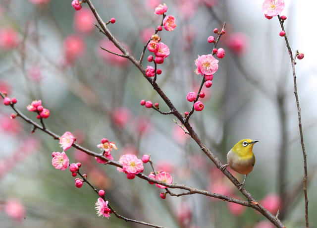鸟 花 春