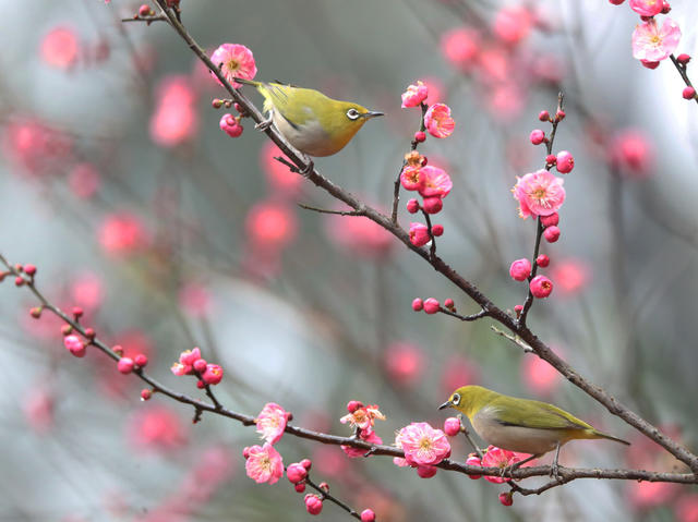 鸟 花 春