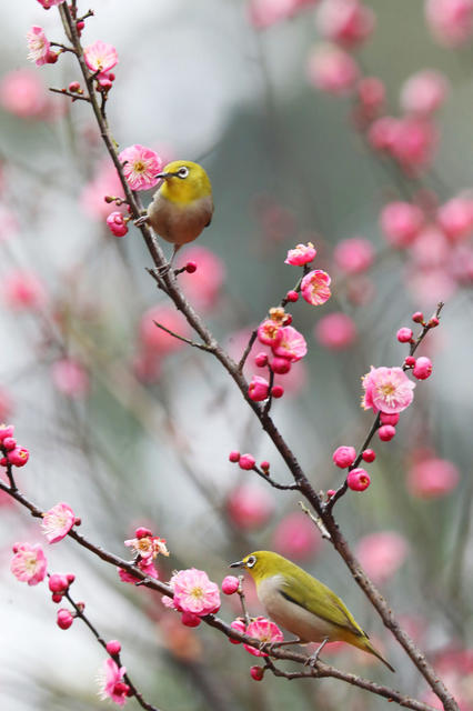 鸟 花 春