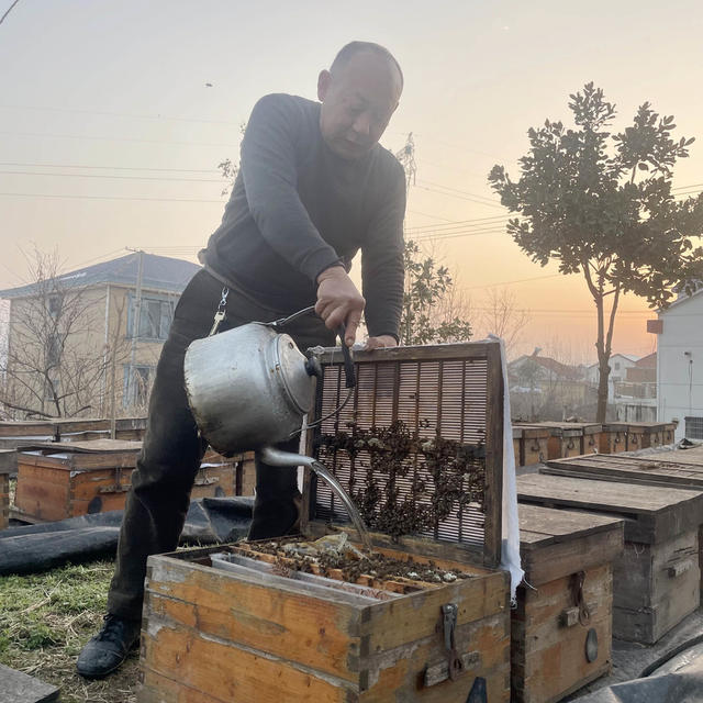 年三十  农事  蜂农  喂蜜  蜂脾