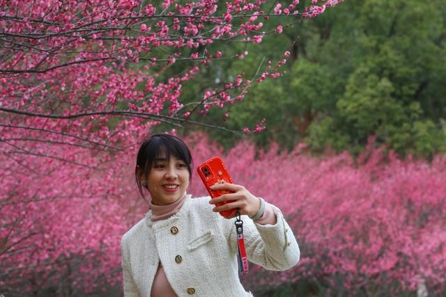 春节 休闲 城区公园 梅花
