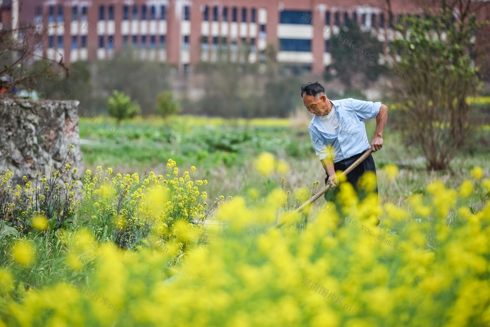 农业 农事 农忙 三农 田间